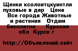Щенки ксолоитцкуинтли пуховые в дар › Цена ­ 1 - Все города Животные и растения » Отдам бесплатно   . Курская обл.,Курск г.